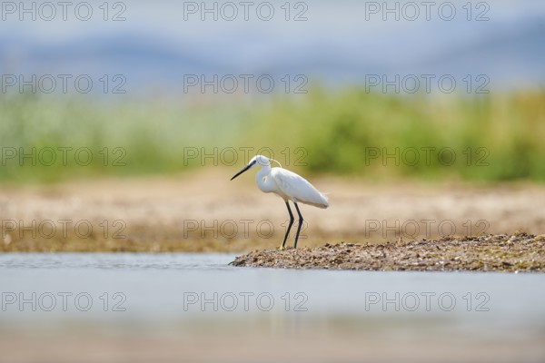Little egret (Egretta garzetta) standing at the shore, hunting, sea, ebro delta, Catalonia, Spain,