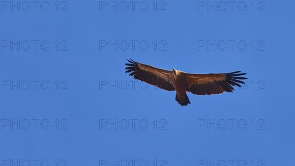 Single Griffon Vulture in flight, close, cloudless blue sky, Rodopou Peninsula, West Crete, Crete