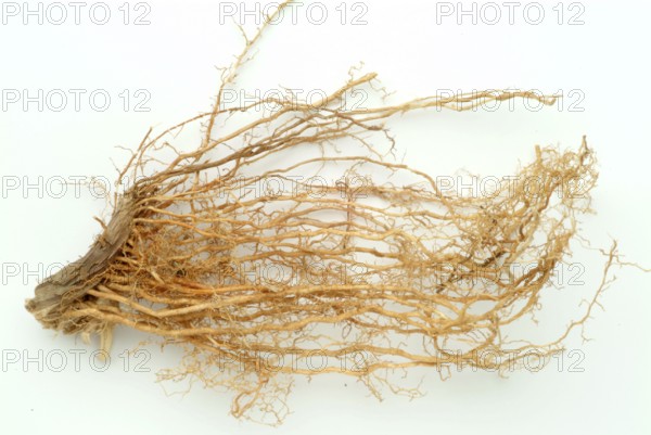 Vetiver, Chrysopogon zizanioides, Andropogon squarrosus, Andropogon muricatus, a sweet grass, is