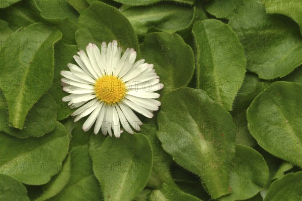 Common daisy (Bellis perennis), medicinal plant, naturopathy classifies the daisy among other