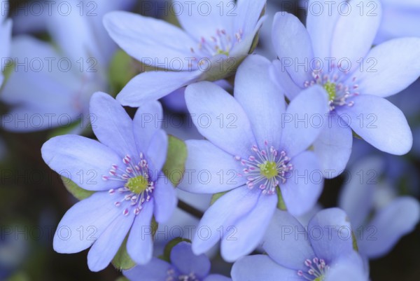 Liverwort (Hepatica triloba) (Hepatica nobilis) (Anemone hepatica), synonyma, common liverwort,