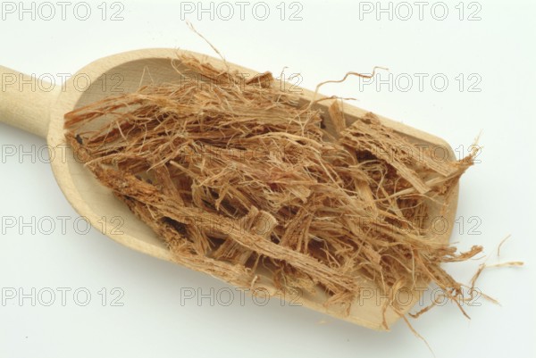 Incha, queen sago, is a species of palm fern, sago palm fern, Cycas cireinnalis, medicinal plant,