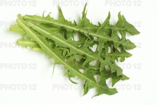 Common dandelion (Taraxacum) Ruderalia, Taraxacum officinale, medicinal plant, the most important