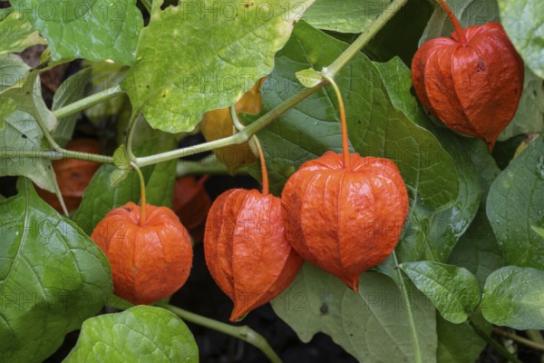 Japanese-lantern (Physalis alkekengi), Emsland, Lower Saxony, Germany, Europe