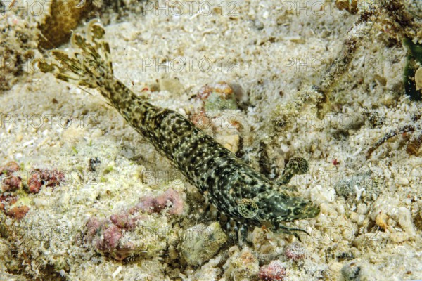 Close-up of marbled shrimp (Saron marmoratus) with marbled stalk eyes distinctive eyes lurking for