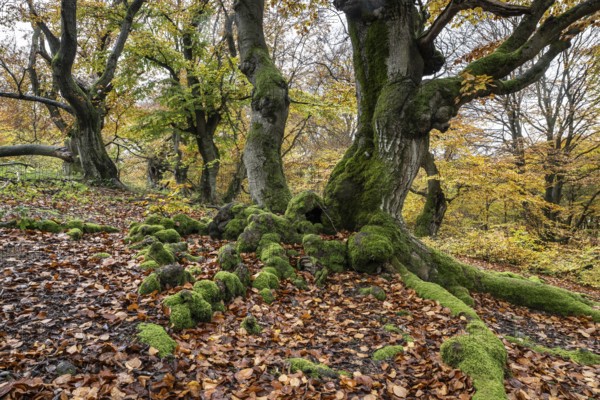 Old copper beech (Fagus sylvatica), Hutebuche, Hutewald Halloh, Hesse, Germany, Europe