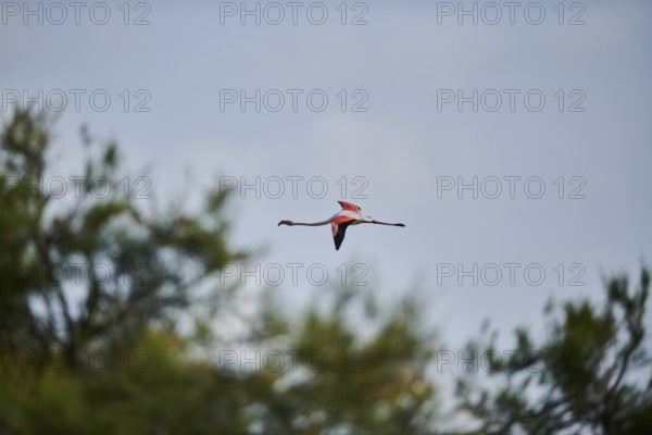 Greater Flamingo (Phoenicopterus roseus), flying in the sky, Parc Naturel Regional de Camargue,