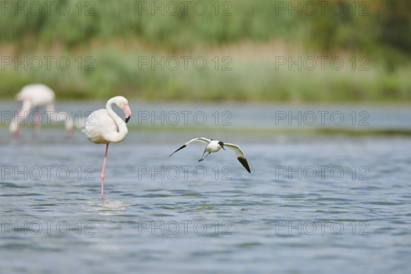 Pied avocet (Recurvirostra avosetta) landing in the watery, Camargue, France, Europe