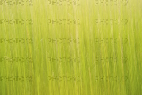 Meadow or pasture with high grass in spring abstract, atmospheric evening light in May, may green,