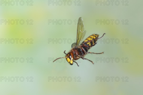 European hornet (Vespa crabro) worker in flight, highspeed nature photo, insects, Siegerland, North