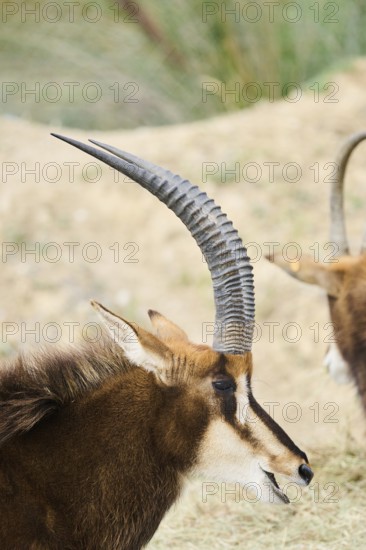 Sable antelope (Hippotragus niger) in the dessert, portrait, captive, distribution Africa