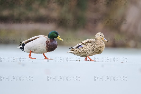 Wild duck (Anas platyrhynchos), couple walking on a frozen lake, Bavaria, Germany Europe