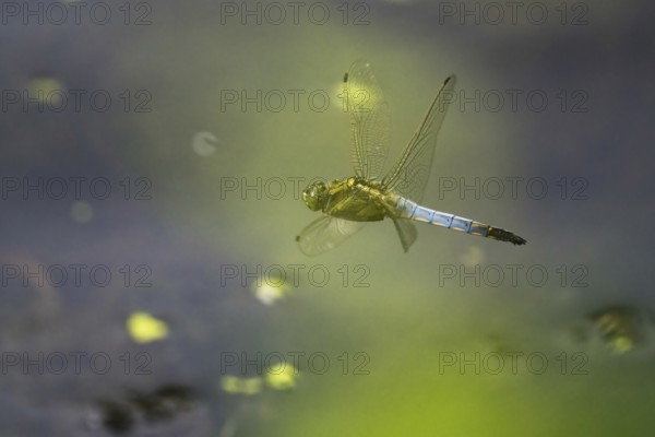 Black-tailed skimmer (Orthetrum cancellatum), male, flying, Hesse, Germany, Europe