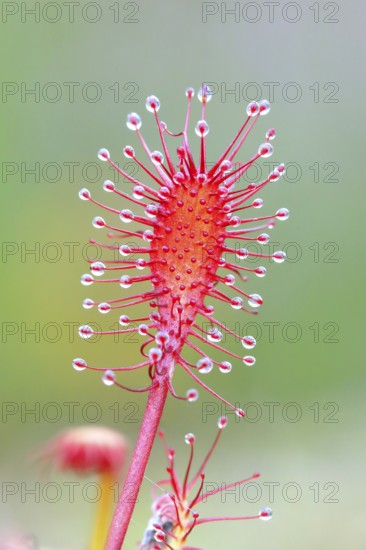 Oblong-leaved sundew (Drosera intermedia), close-up, Aschendorfer Obermoor nature reserve, Wildes