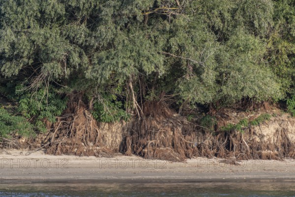 White willows (Salix alba) with exposed roots on the banks of the Danube, Romania, Europe