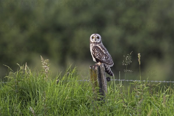 Short-eared owl (Asio flammeus) (Asio accipitrinus) perched on fence post along field