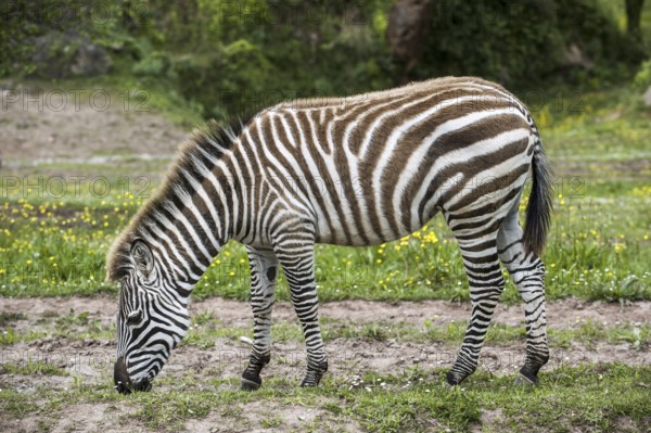 Burchell's zebra (Equus quagga burchellii) grazing grass, Cabarceno Natural Park, Penagos,