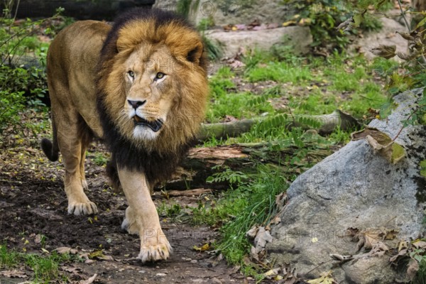 African Lion (Panthera Leo) in jungle forest