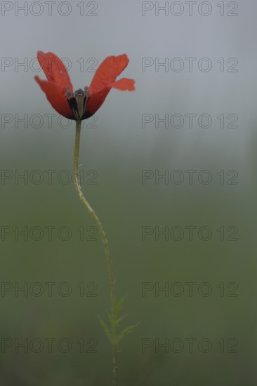 Summer pheasant's-eye (Adonis aestivalis) with stem, Adonis rose, red, bent, sow root, Karlstadt