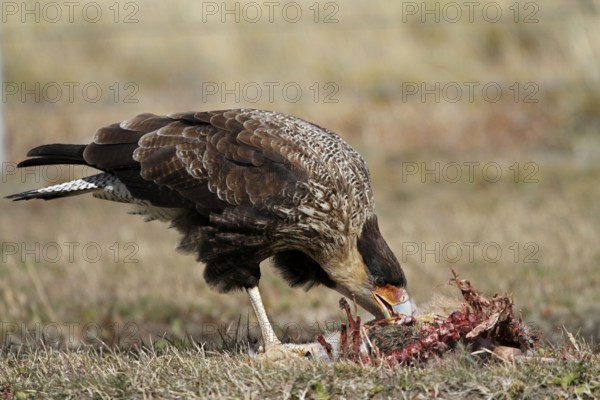 Southern crested caracara (Polyborus plancus), Carancho, Patagonia, Chile, South America