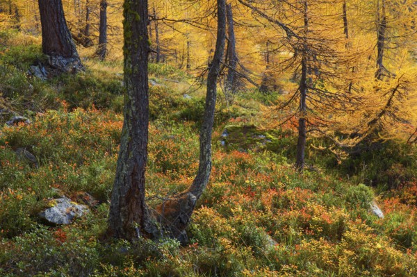 Larch forest and blueberry bushes, Valais, Switzerland, Europe