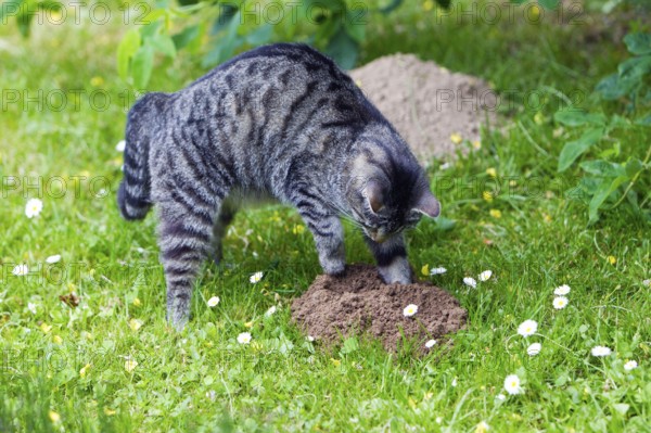 Domestic cat, digging on molehill, mackerel, molehill, digging, digging