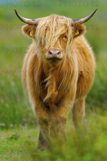 Scottish Highland Cattle, ear tags