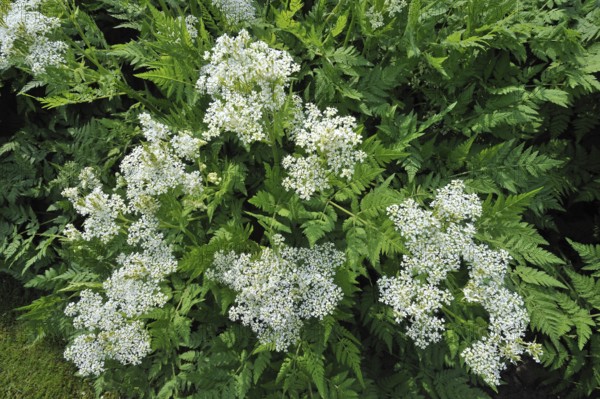 Sweet cicely (Scandix odorata) (Myrrhis odorata) in flower