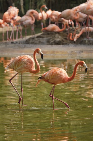 Two american flamingo (Phoenicopterus ruber) pink bird in pond