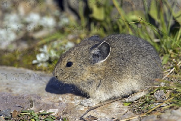 American pika (Ochotona princeps) native to alpine regions of Canada and western US, where its