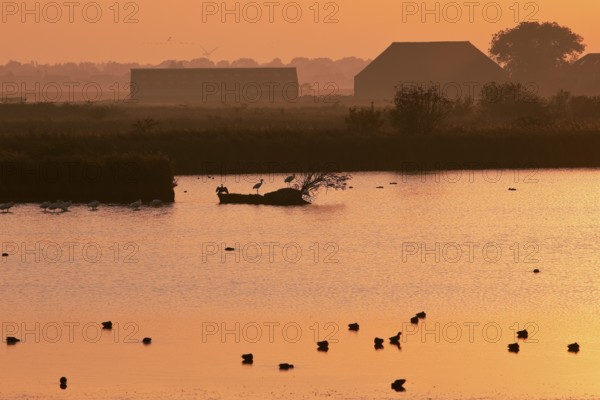 Hauener Pütte nature reserve in the early morning, Krummhörn, East Frisia, Lower Saxony, North Sea,