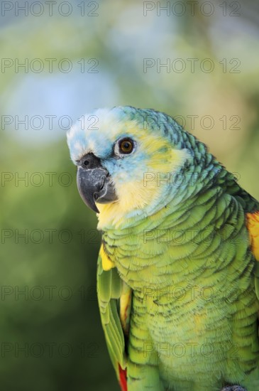 Blue-fronted Amazon (Amazona aestiva), portrait, captive, occurrence in South America