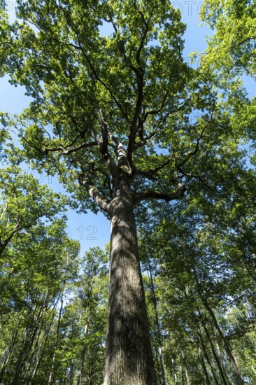 Forest of Troncais . Remarkable oak tree. Charles Louis Philippe oak, 33m high, 4m60 in