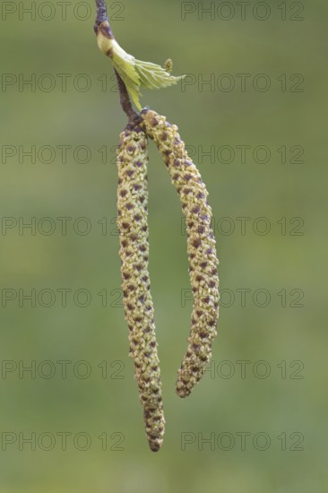 Silver birch, warty birch, European white birch (Betula pendula) (Betula verrucosa) close-up of