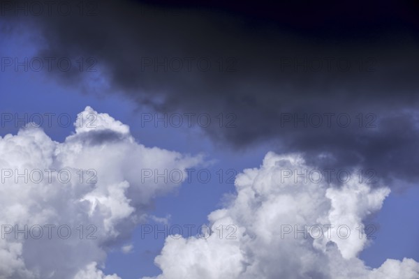 congestus, towering cumulus cloud (Cumulus) turning into Cumulonimbus calvus and black rain cloud