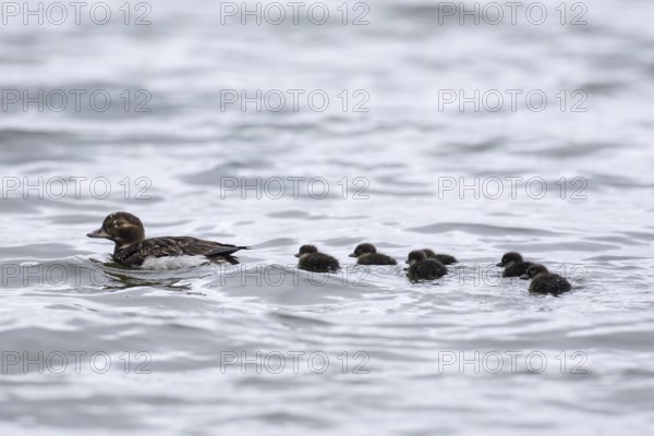 Long-tailed duck (Clangula hyemalis) female swimming in sea with ducklings in summer, Iceland,