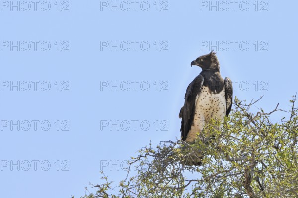 Martial Eagle (Polemaetus bellicosus) perched in tree top, South Africa, Africa