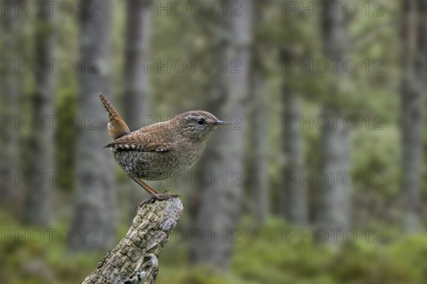 Eurasian wren (Troglodytes troglodytes) (Nannus troglodytes) perched on tree stump in coniferous