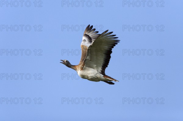 Great Bustard (Otis tarda), Alentejo, Portugal, side, Europe