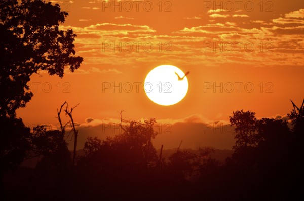 Straw-coloured Fruit Bat (Eidolon helvum), in flight at sunrise, Kasanka National Park, Zambia,