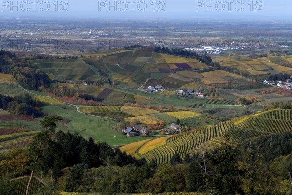 Landscape with autumnal coloured vineyards, near Durbach, Ortenaukreis, Black Forest,