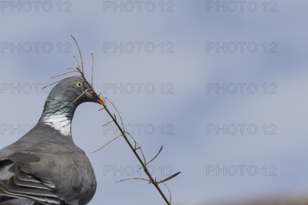 Wood pigeon (Columba palumbus) adult bird with a tree branch in its beak for nesting material,