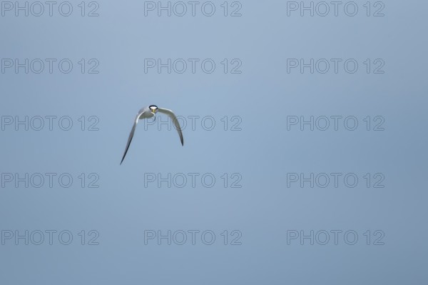 Little tern (Sternula albifrons) adult bird in flight with a fish in its beak, Suffolk, England,