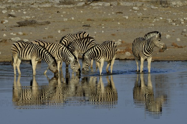 Burchell's Zebras (Equus quagga burchelli) in the water, waterhole Chudop, Etosha National Park,