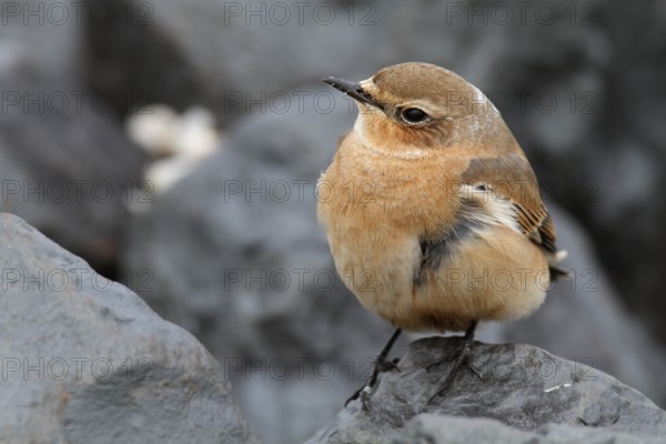 Northern wheatear (Oenanthe oenanthe), resting on a stone, Lower Saxon Wadden Sea National Park,