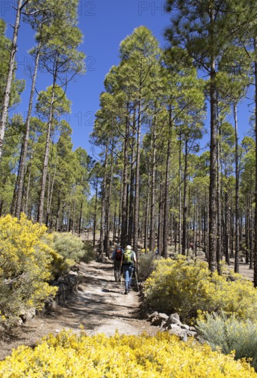Canary Island pine (Pinus canariensis) or Canary Island pine in Parque Rural del Nublo, Las Palmas
