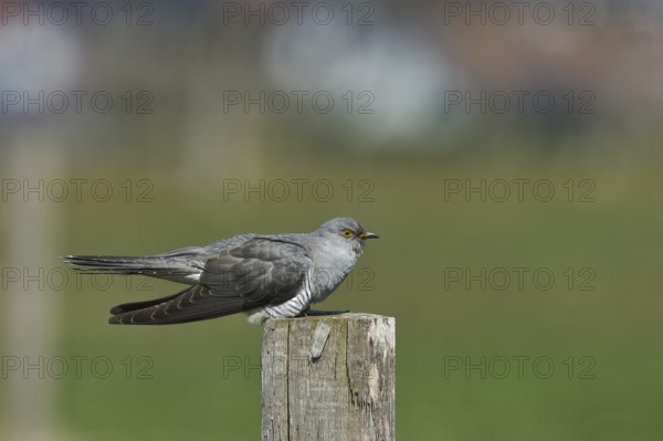 Common cuckoo (Cuculus canorus), male sitting on post of a pasture fence, Wildlife, Westerwald,