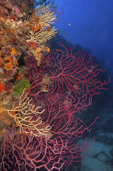 Violescent sea-whip (Paramuricea clavata) in the Mediterranean Sea near Hyères. Dive site Giens