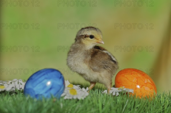 Domestic chicken (Gallus gallus domesticus), chicken chicks with colourful Easter eggs, North