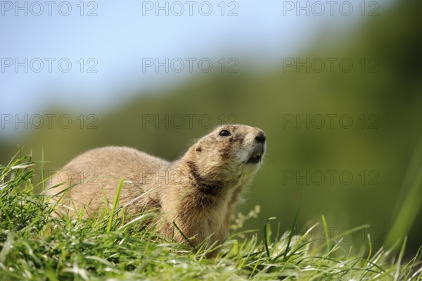 Black-tailed prairie dog (Cynomys ludovicianus), captive, occurring in North America